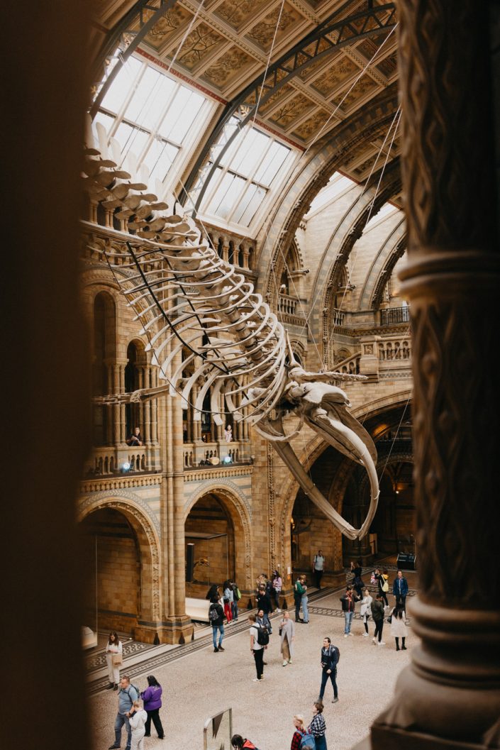 Museum d'histoire Naturelle de Londres